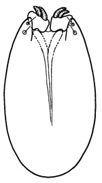 angustatus